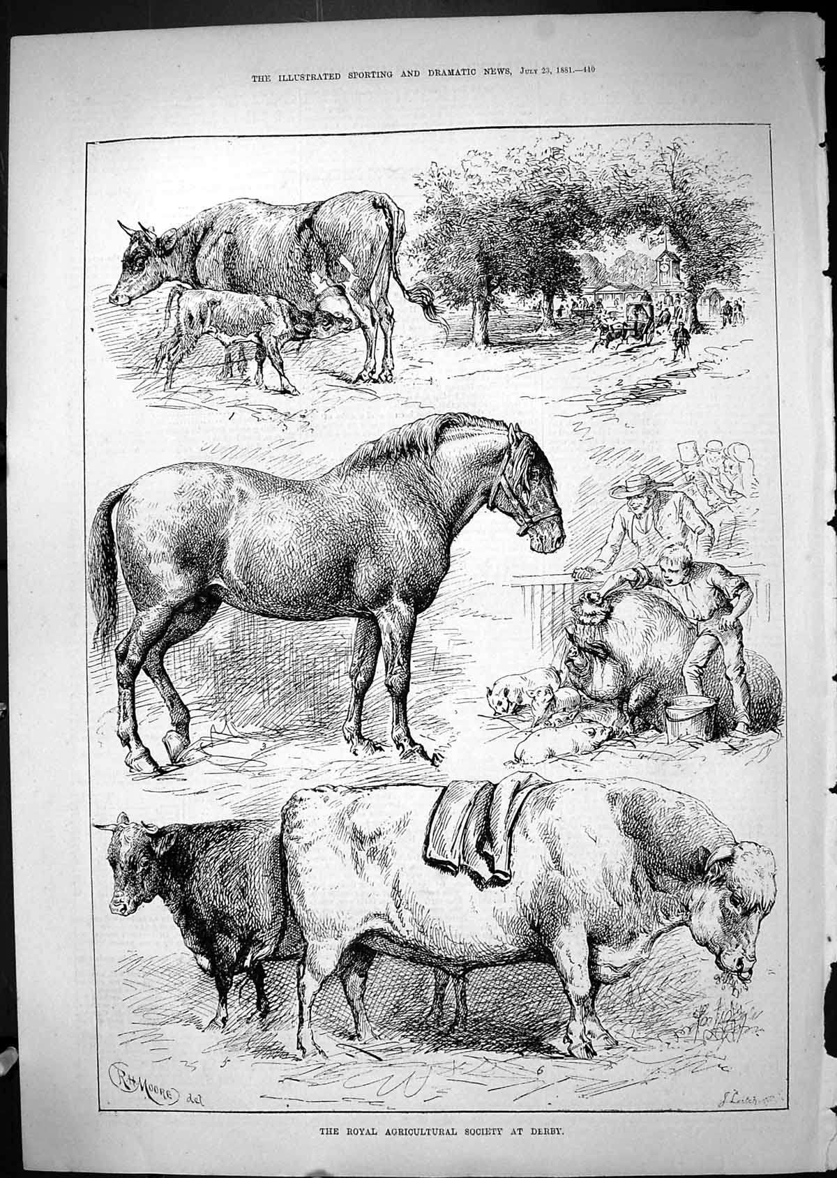 Old Antique Print 1881 Royal Agricultural Society Derby Horses Bull Cows 19th