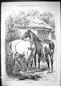 Original Old Antique Print 1881 Horsese Grazing Grass Stable Yard Victorian