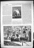 Old 1881 Icaria Club Sports Berlin Germany G.W.R.Travelling Dog Toppe Victorian