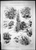 Antique Print 1881 Wild Sports Hunting Sable Forest Giraffe Buffalo Horses 19th