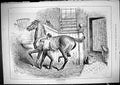 Old Antique Print 1881 Rather Ticklish Horse Stable Scene Groomer Swain 19th