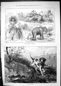 Antique Print 1881 Hunting Kadir Cup Meeting Elephants Dog Bird Hare Sport 19th