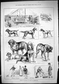 Original Old Antique Print 1881 England Dog Show Eastbourne Hounds Spaniel Dadd