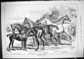 Old 1881 Belhus Hunters Horses Lismore Floriken Marrimac Satinette Ol Victorian