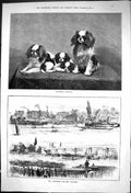 Old 1881 Blenheim Spaniels Dogs Chinnery Sculling Matches Sport Boats Victorian