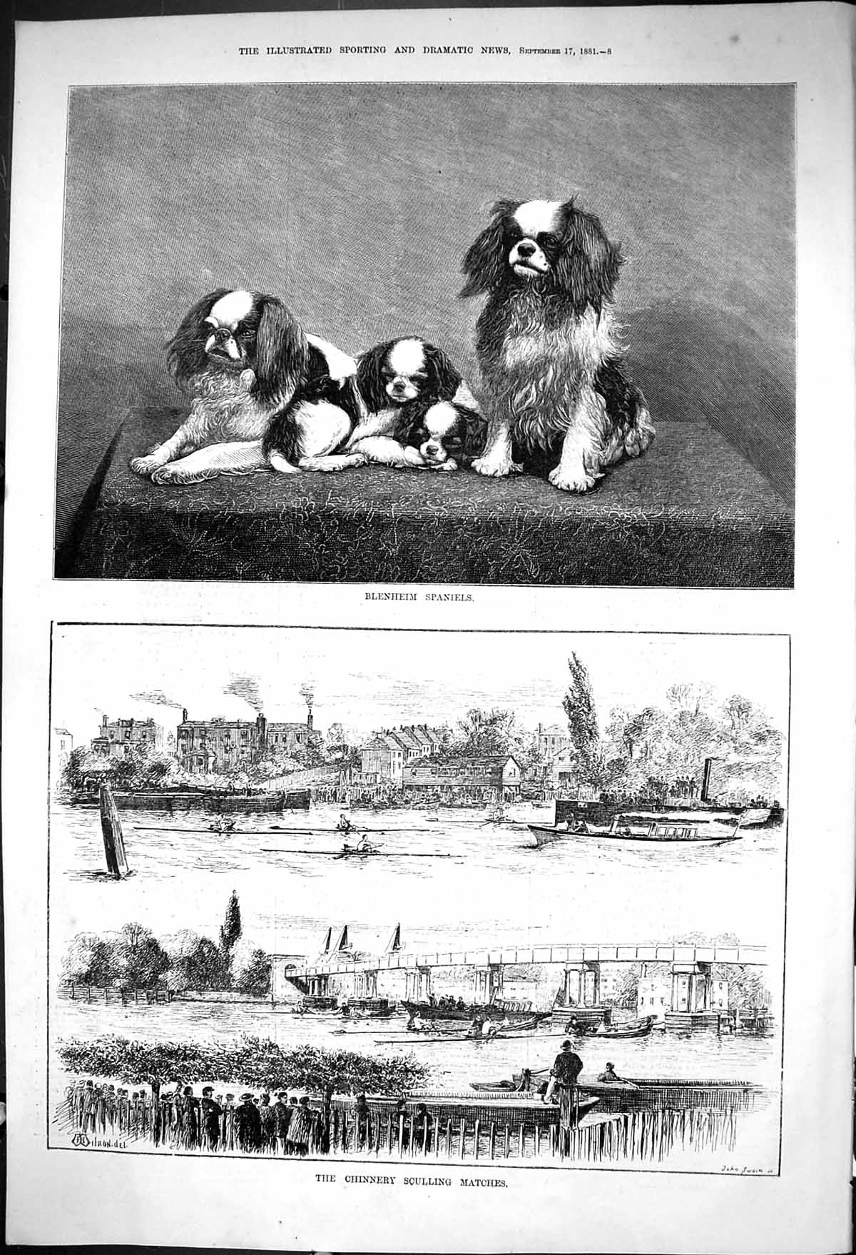 Old 1881 Blenheim Spaniels Dogs Chinnery Sculling Matches Sport Boats Victorian