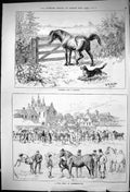 Old 1881 Horses Foal Show Peterborough Waiting For A Chance Gate Dog Victorian