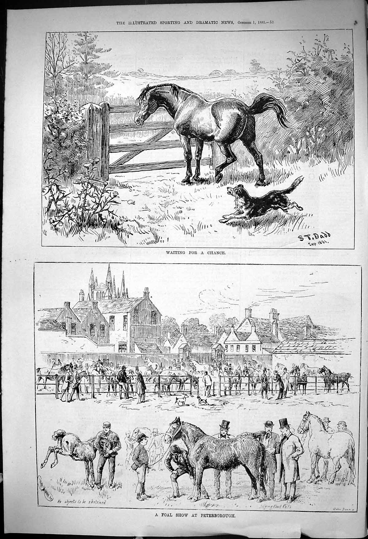 Old 1881 Horses Foal Show Peterborough Waiting For A Chance Gate Dog Victorian