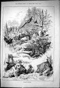 Old 881 Pheasant Shooting Hunting Birds Dogs Huntsmen Sport John Swai