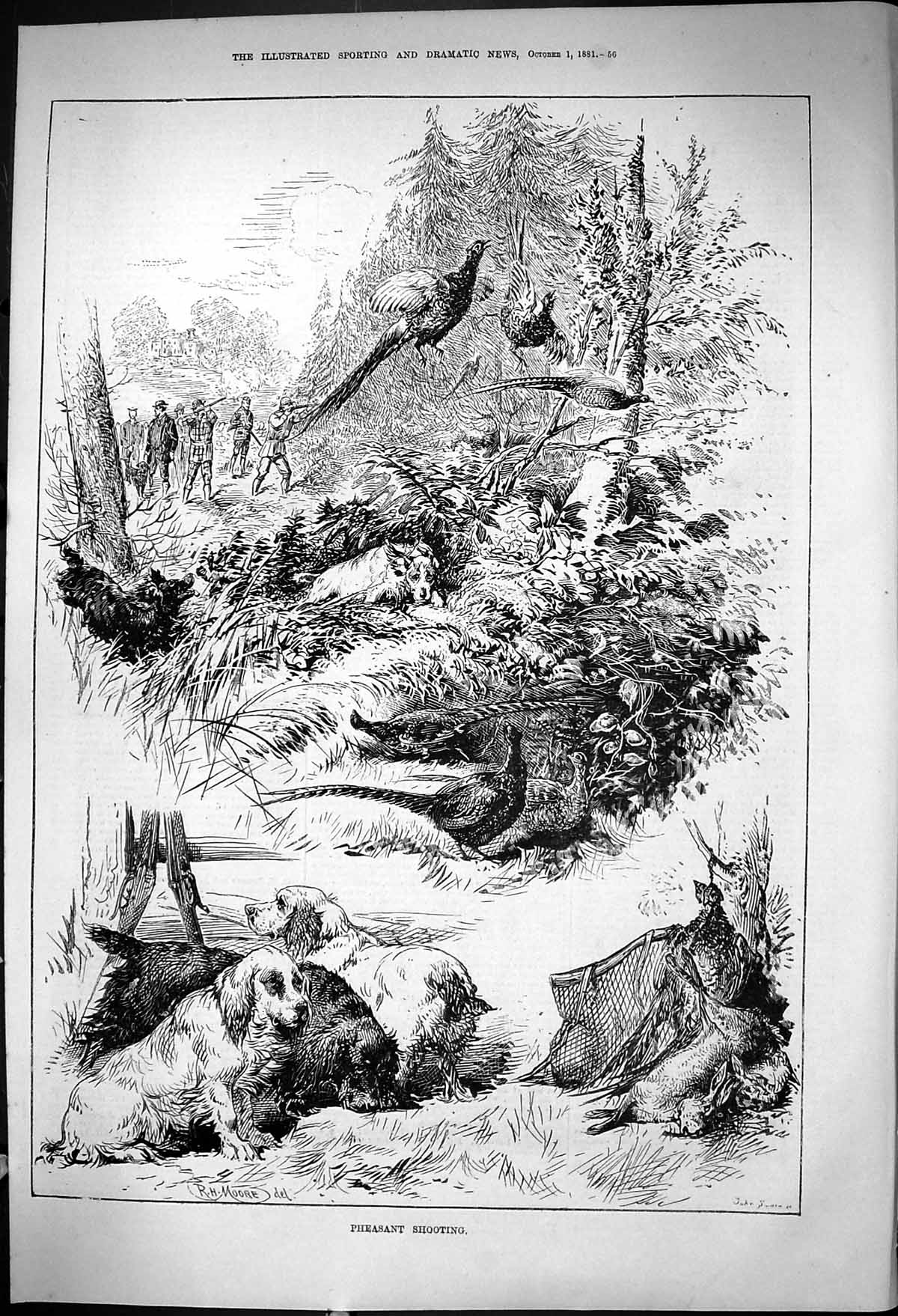 Old 881 Pheasant Shooting Hunting Birds Dogs Huntsmen Sport John Swai