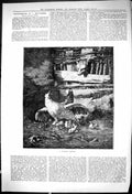 Original Old Antique Print 1881 Hungry Visitor Chicken Chicks Fox Danger 19th