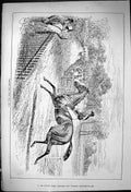 Old 1881 Horse Racing Jockey They'Re Gone That Way Sir Sport Spectato Victorian