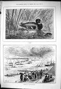 Old 1881 Decoy Duck River Scene Yachting Regatta Constantinople Sport Victorian