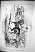 Old 1881 Horses Hunting Fallen Ditch Pull Him Out Subscription John S Victorian