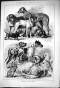 Original Old Antique Print 1881 Exhibition Dogs Cleves Animals 19th