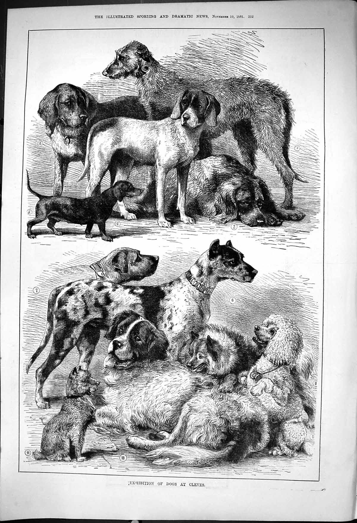 Original Old Antique Print 1881 Exhibition Dogs Cleves Animals 19th