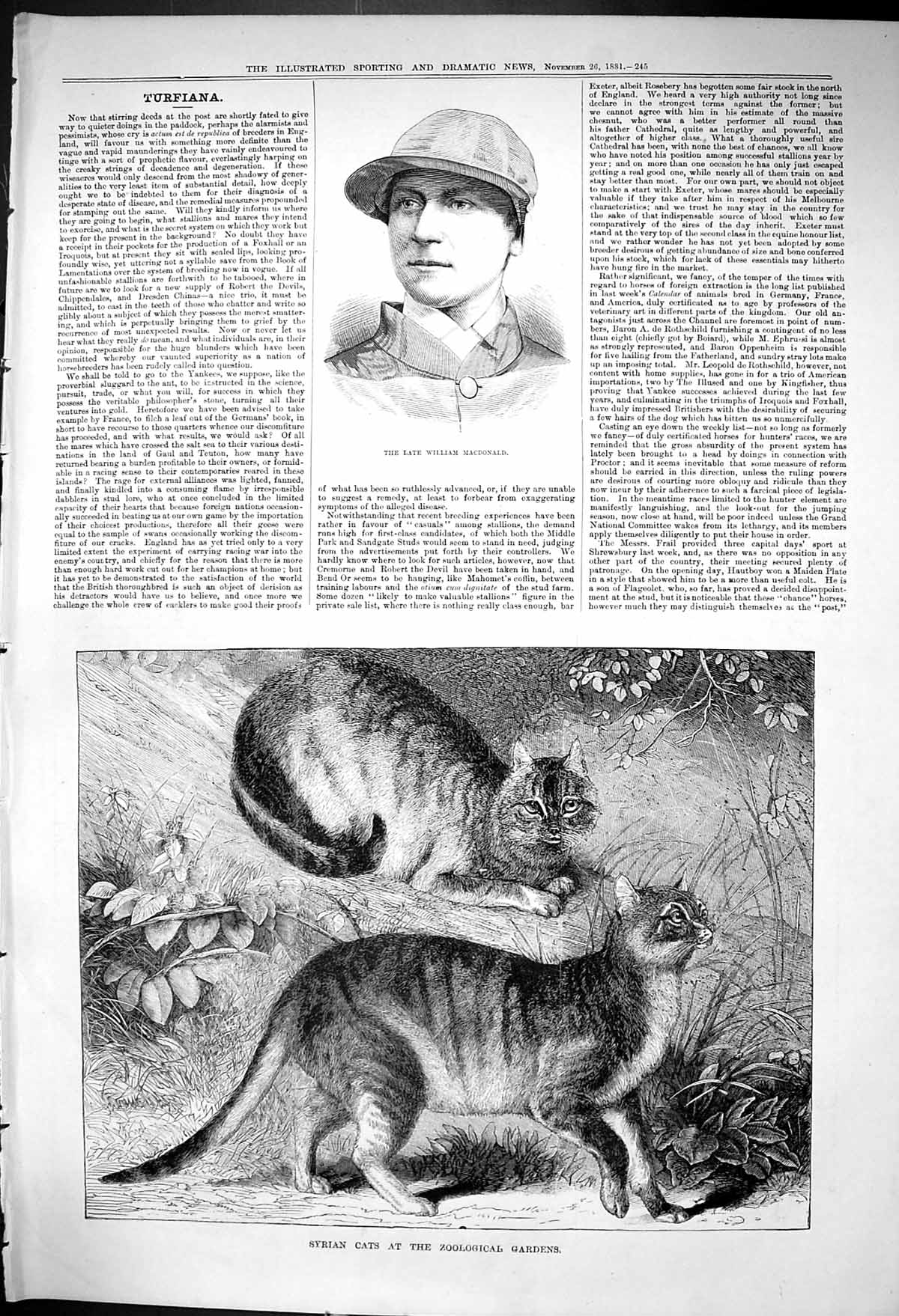 Old Print 1881 Portrait William Macdonald Syrian Cats Zoological Gardens 19th