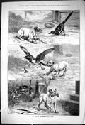 Original Old Antique Print 1881 Bone Contention Dogs Birds Fighting Dadd 19th