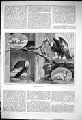 Original Old Antique Print 1881 Family Condors Birds Prey Zoo 19th