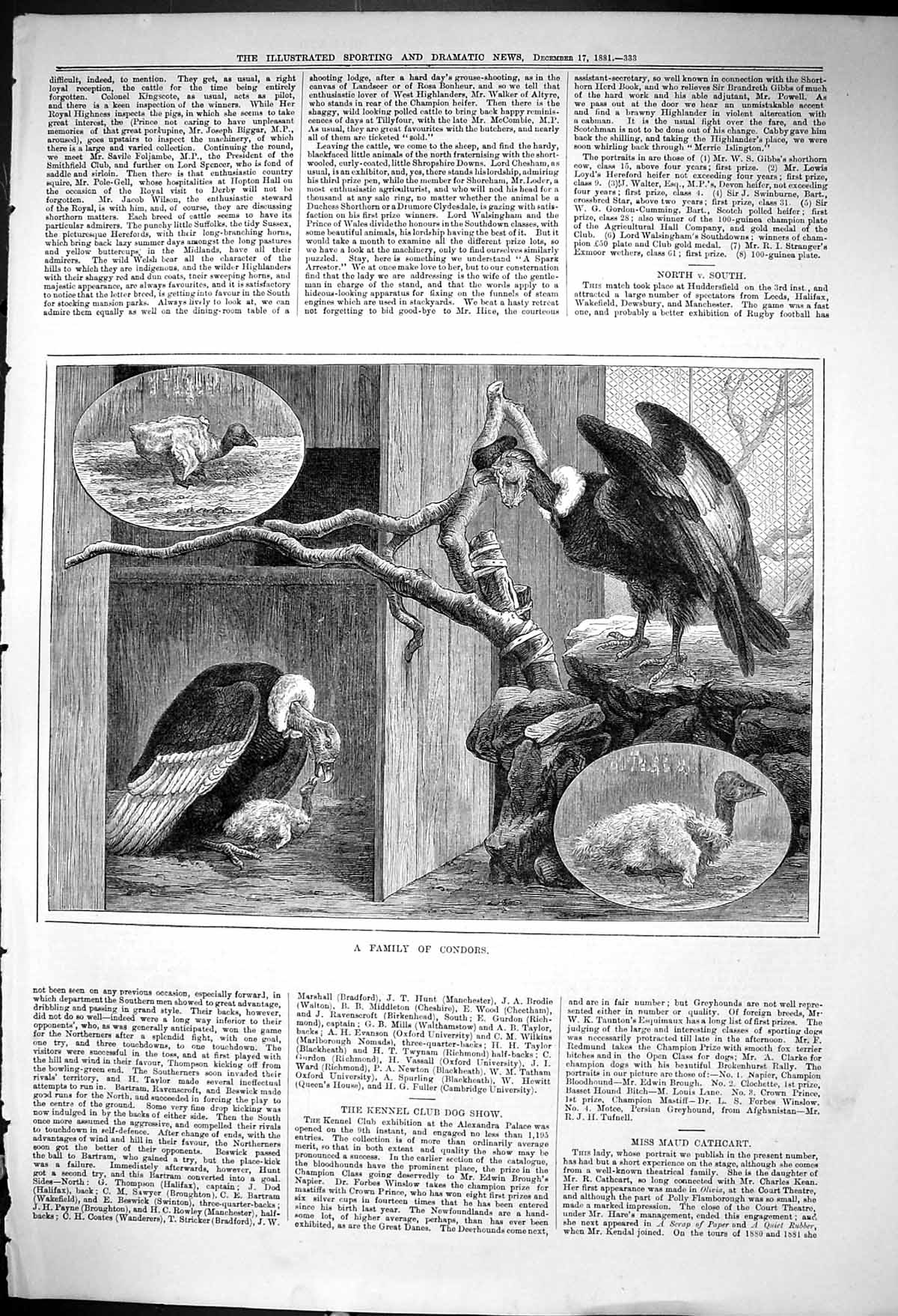 Original Old Antique Print 1881 Family Condors Birds Prey Zoo 19th