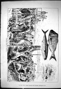 Old 1882 Schnapper Fishing Australia Fish Shark Fisherman Sport Sea B Victorian