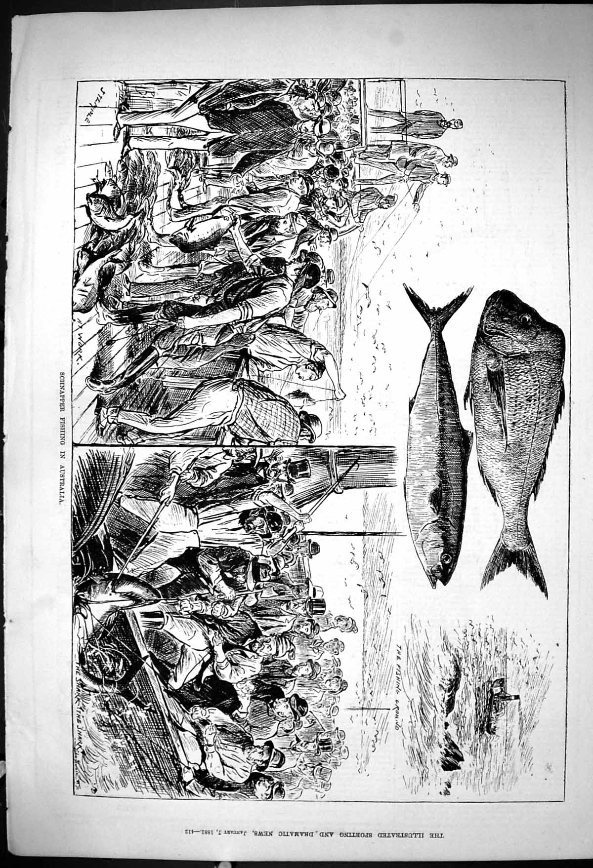 Old 1882 Schnapper Fishing Australia Fish Shark Fisherman Sport Sea B Victorian