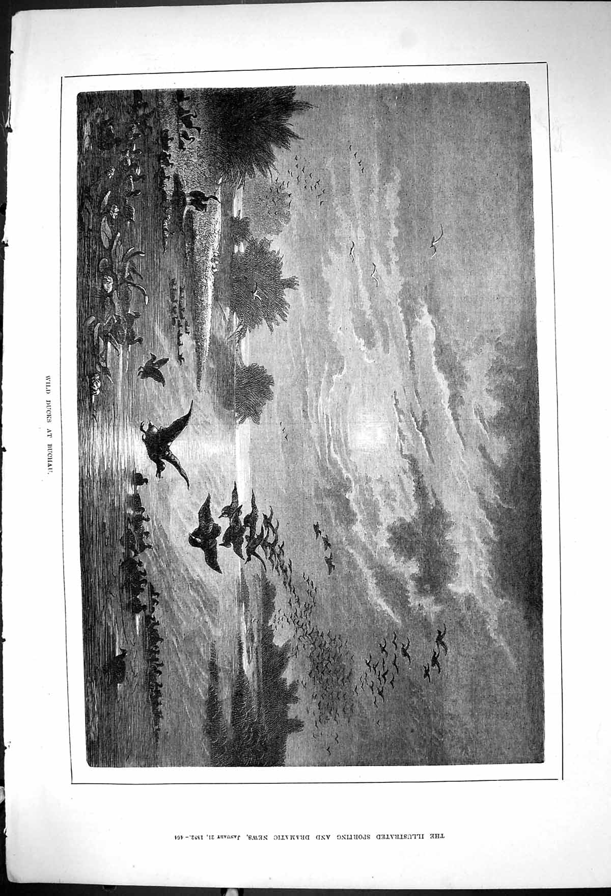 Original Old Antique Print 1882 Wild Ducks Buchau Birds Nature Fine Art 19th
