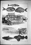 Old 1882 Fishing Queensland Flathead Squire Sand Whiting Black Bream Victorian