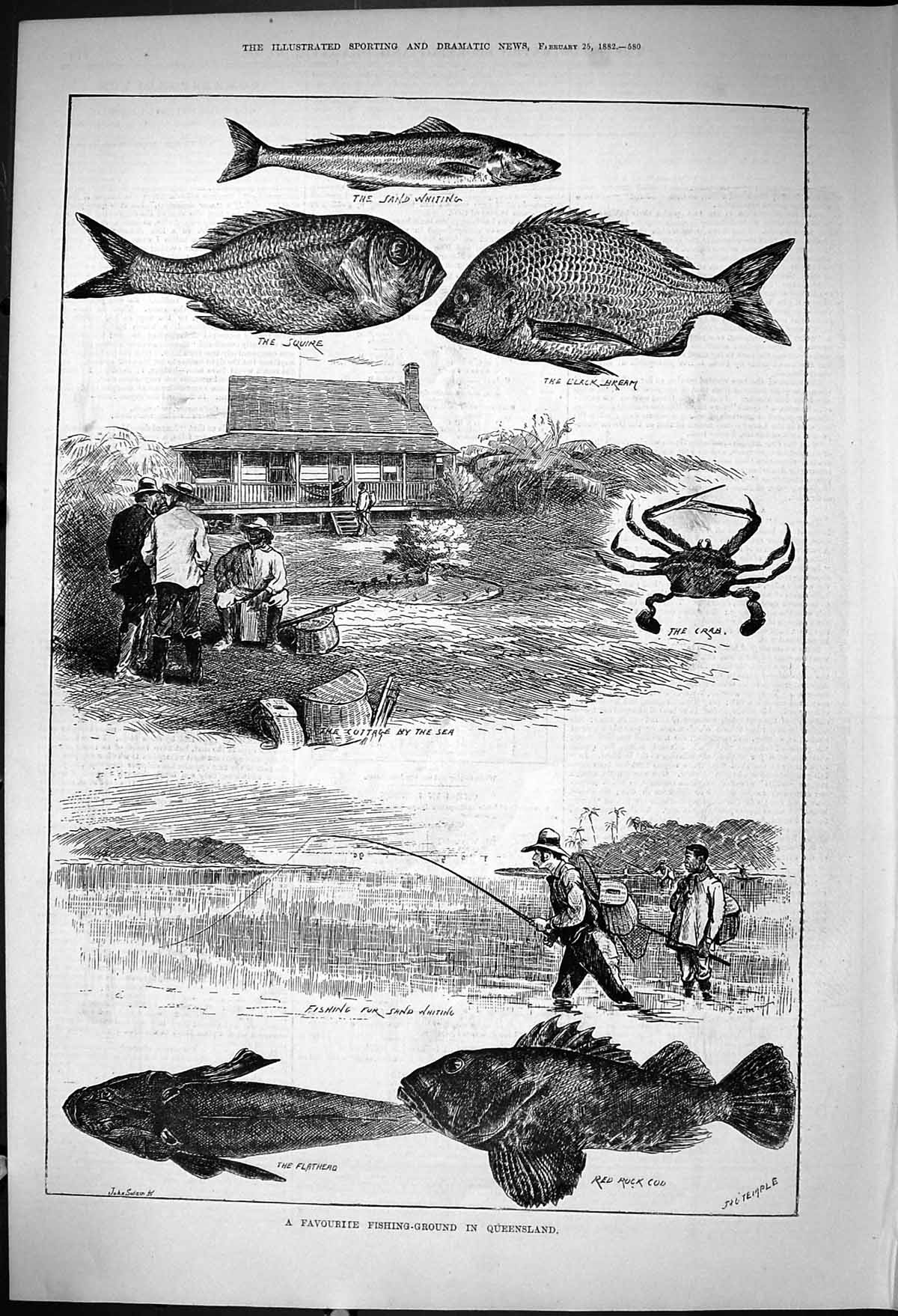 Old 1882 Fishing Queensland Flathead Squire Sand Whiting Black Bream Victorian