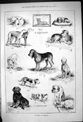 Original Old Antique Print Dog Show Sheffield Pets Animals 1882 19th