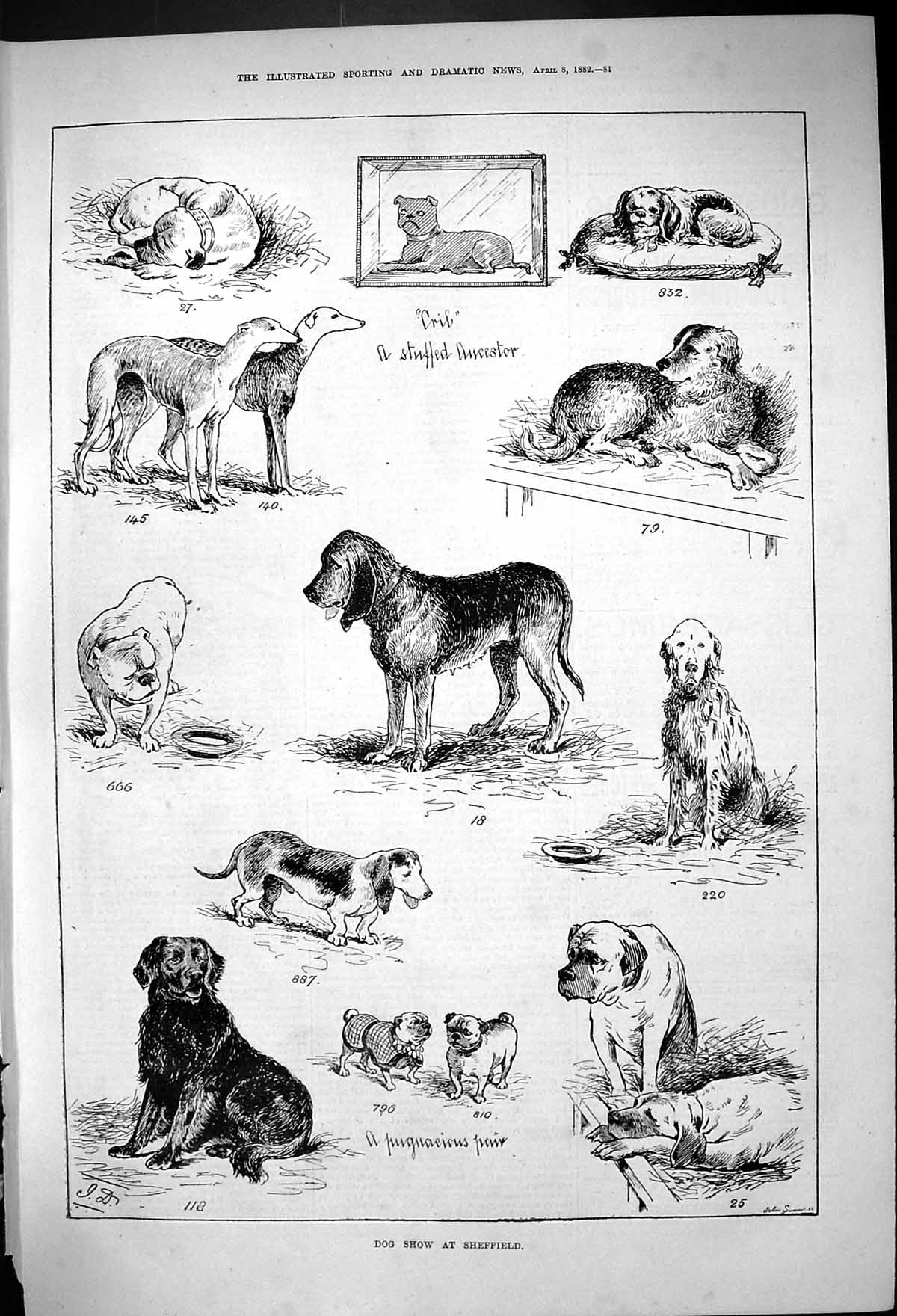 Original Old Antique Print Dog Show Sheffield Pets Animals 1882 19th