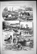 Old 1882 Spring Time Horses Ploughing Agriculture Sheep Cuckoo Birds Victorian