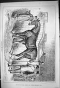 Antique Old Print 1882 End The Season Hunting Horses Stable Scene Huntsmen 19th