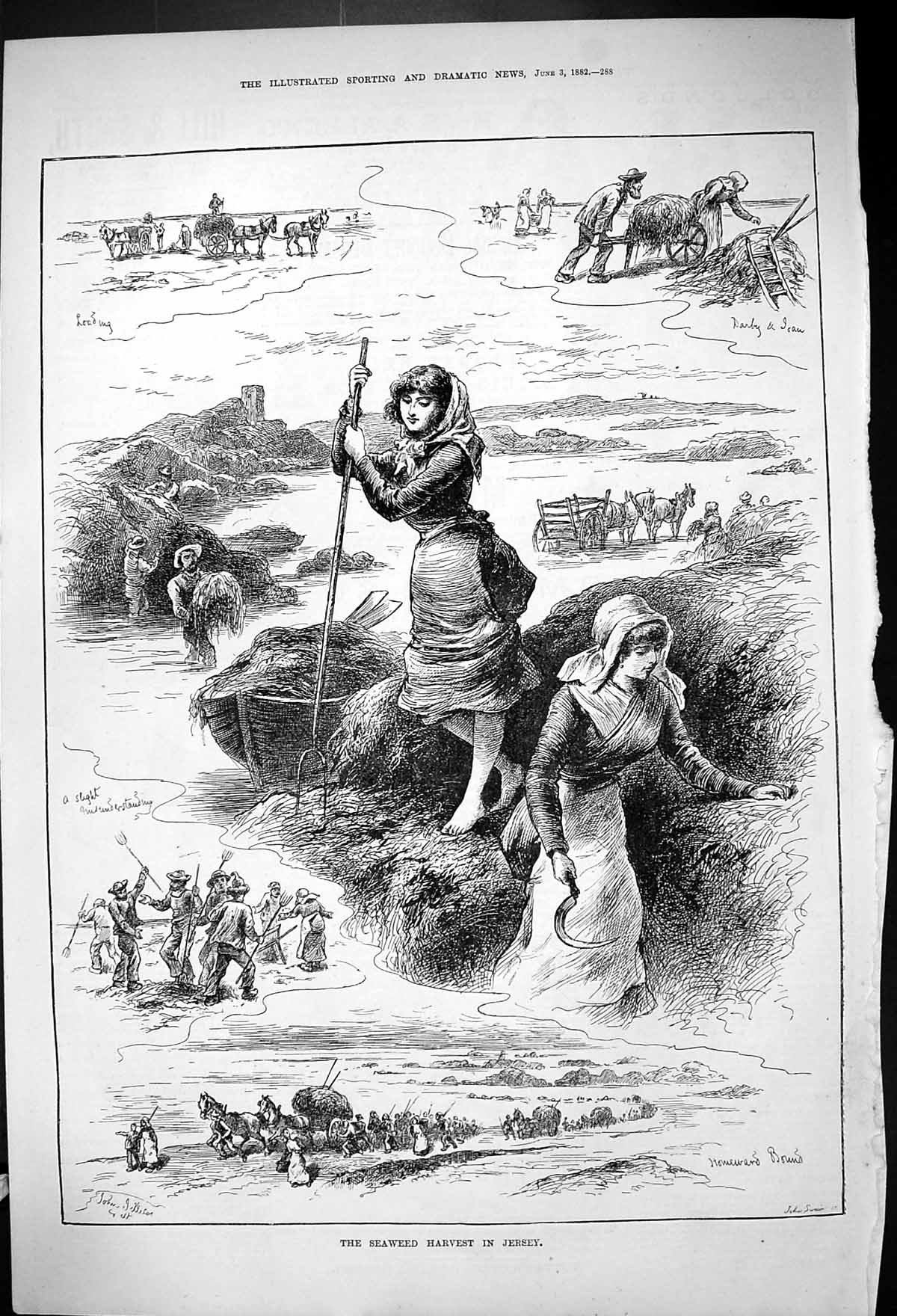 Old 1882 Seaweed Harvest Jersey Agriculture Women Beach Sea Scene Car Victorian