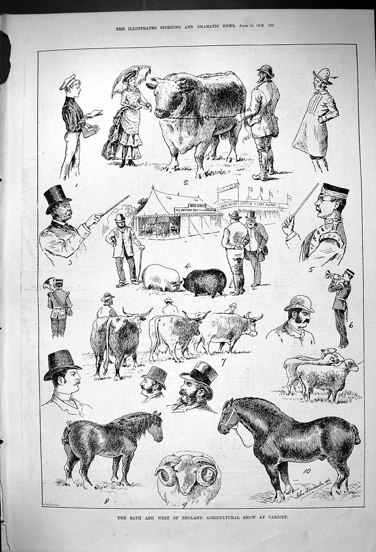 Old 1882 Bath West England Agricultural Show Cardiff Horses Pigs Shee Victorian
