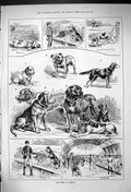 Antique Old Print 1882 Dog Show Bristol Feeding Time Bulldog Kennels Hounds