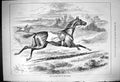 Original Old Antique Print 1882 Riderless Runnaway Race Horse Trainer Sport