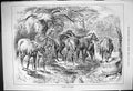 Old Antique Print 1882 Seeking Shade Horses Field Drinking Water Bucket 19th