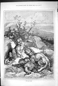 Original Old Antique Print 1882 Over The Spoil Wild Cats Fighting Nature 19th