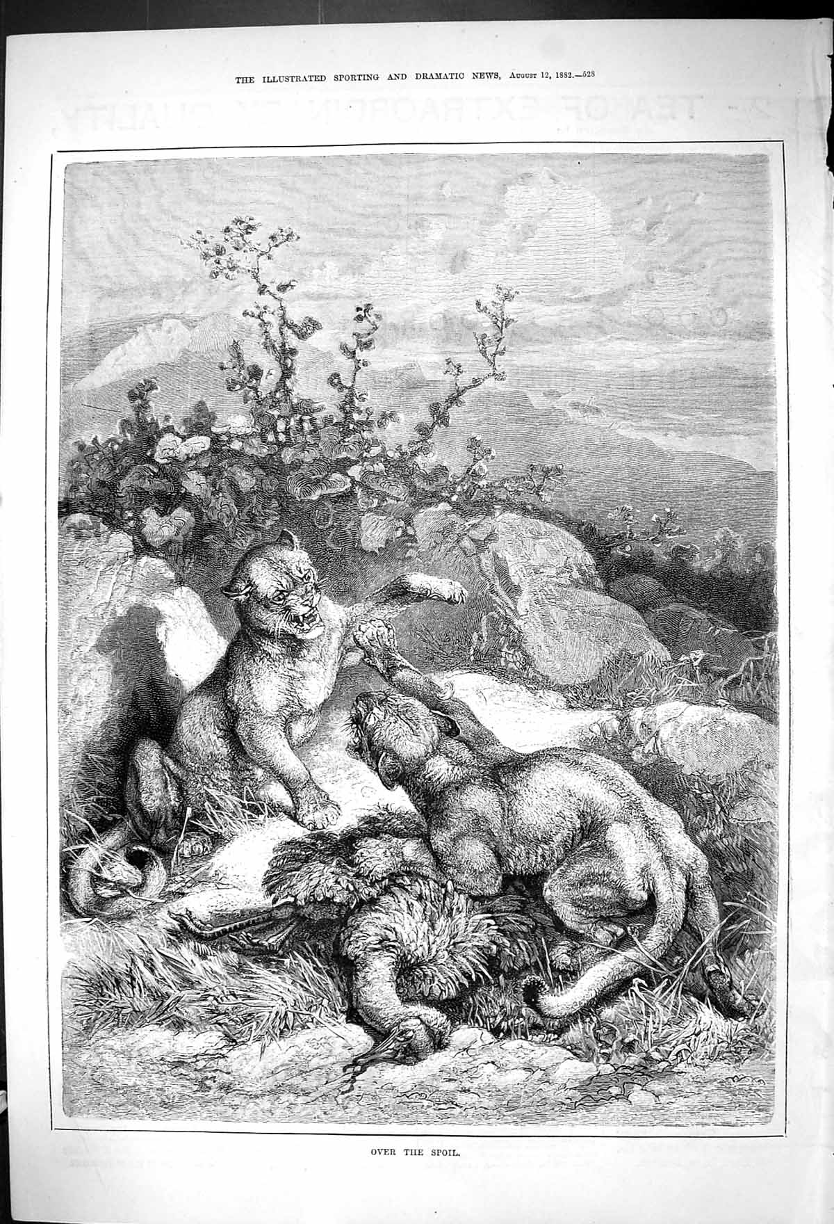 Original Old Antique Print 1882 Over The Spoil Wild Cats Fighting Nature 19th