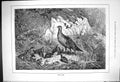 Original Old Antique Print 1882 Black Game Birds Hunting Sport 19th