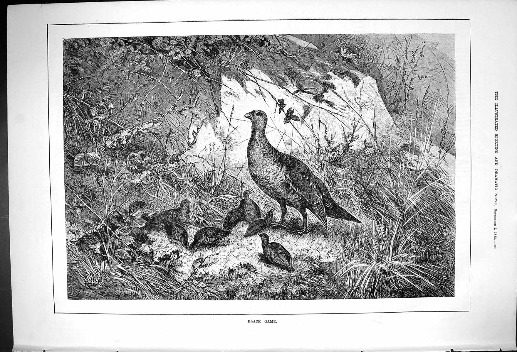 Original Old Antique Print 1882 Black Game Birds Hunting Sport 19th