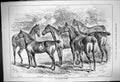 Old 1882 Littleton Hunters Horses Red Deer Ringdove Rustic Richard Ru Victorian