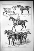 Old Belhus Hunters Horses Lodestone Early Bird Wentworth Robin Bumble