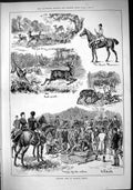 Old Sport 1882 Deer Hunting Windsor Forest Queen'S Huntsman Hounds Do Victorian