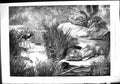 Antique Old Print 1882 Leopard Ambush Hunting Antelope Jungle Scene Fine Art