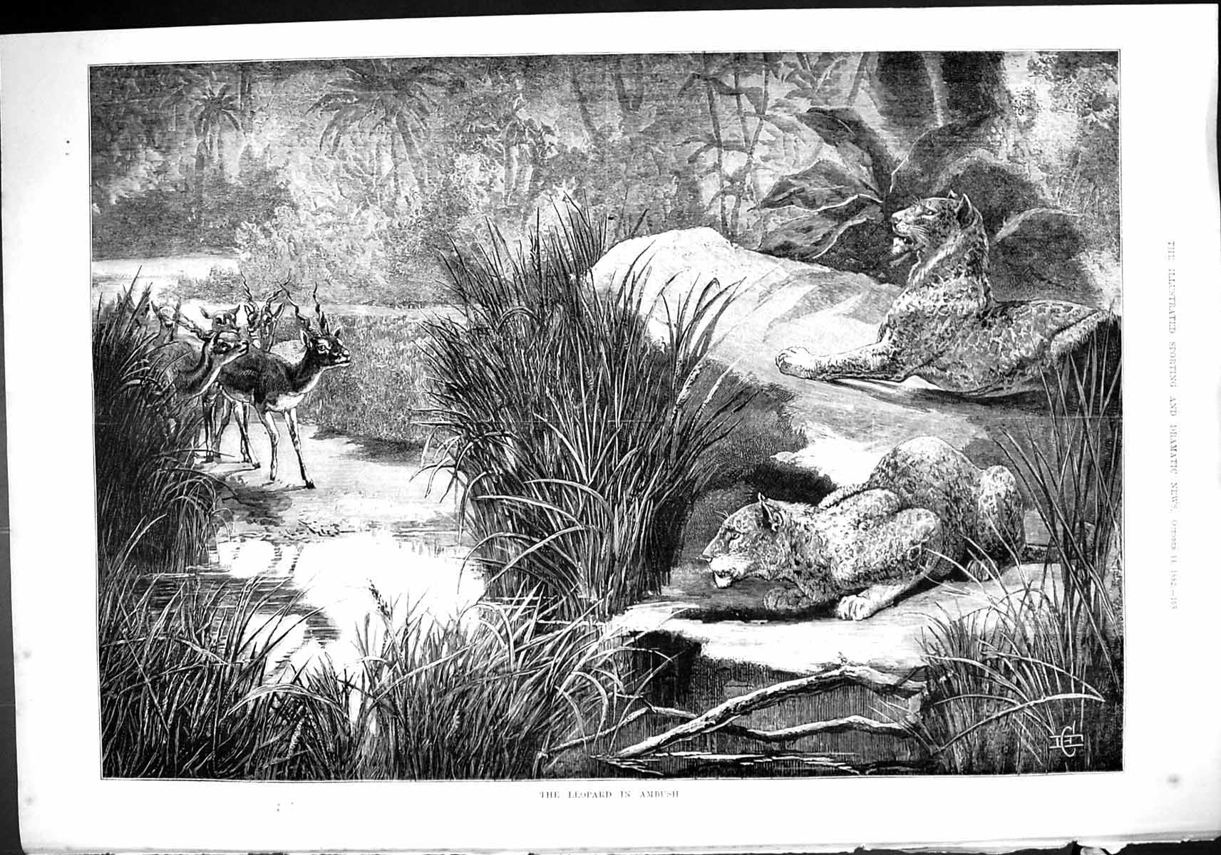 Antique Old Print 1882 Leopard Ambush Hunting Antelope Jungle Scene Fine Art