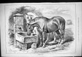 Original Old Antique Print 1882 Thirsty Souls Horses Drinking Well John Swain
