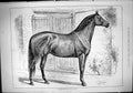 Old Antique Print Sport 1882 Southcourt Stud Farm Horse Kisber John Swain 19th
