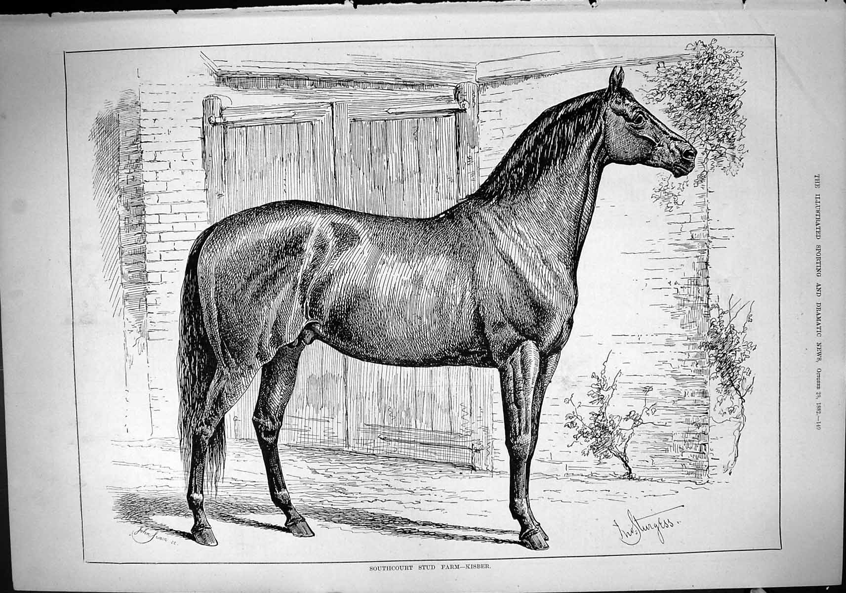 Old Antique Print Sport 1882 Southcourt Stud Farm Horse Kisber John Swain 19th